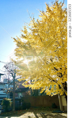 銀杏の木の下で輝く太陽 121685353