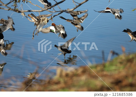 冬の埼玉県蓮田市を流れる元荒川の河川敷から飛び立つオオバンとヒドリガモの群れ 121685386