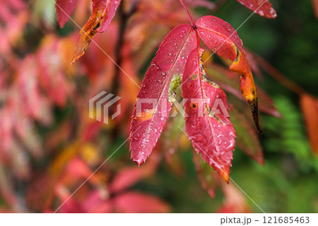 Plant branch with red leaves and drops of water after rain or dew 121685463
