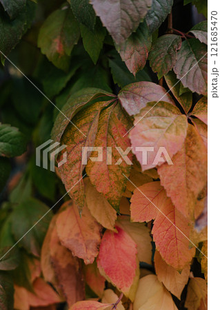 Change of season from summer to autumn. Green ivy leaves turn yellow Change of season from summer to autumn. Green ivy leaves turn yellow 121685470
