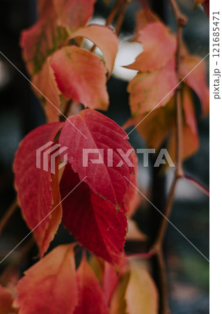 Yellow ivy leaves turn red. Change of season from summer to autumn Yellow ivy leaves turn red. Change of season from summer to autumn 121685471