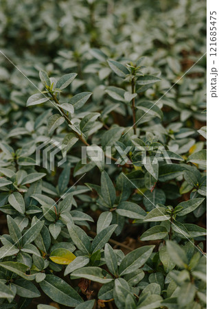 Evergreen perennial shrub. Green bush with small leaves. Evergreen perennial shrub. Green bush with small leaves. 121685475