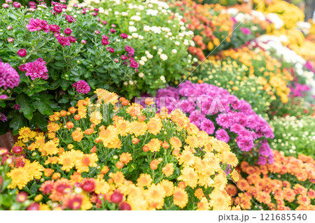 色とりどりの菊の花のクローズアップ 色とりどりの菊の花のクローズアップ 121685540