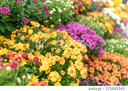 色とりどりの菊の花のクローズアップ 121685542