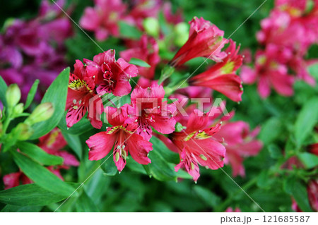 アルストロメリア アルストロメリア 121685587