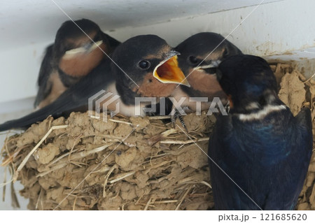 ツバメの巣 雛の巣立ち間近 親鳥にエサをねだる ツバメの巣 雛の巣立ち間近 親鳥にエサをねだる 121685620