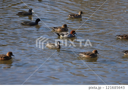 冬の川で泳ぐオオバンとヒドリガモの群れ 冬の川で泳ぐオオバンとヒドリガモの群れ 121685643