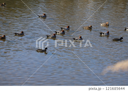 冬の川で泳ぐオオバンとヒドリガモの群れ 121685644