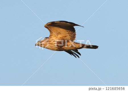 飛翔するノスリ 121685656