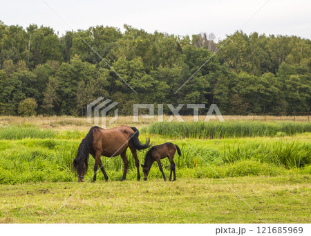 Horse with a foal on the meadow Horse with a foal on the meadow 121685969