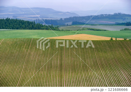 広大な畑 121686666