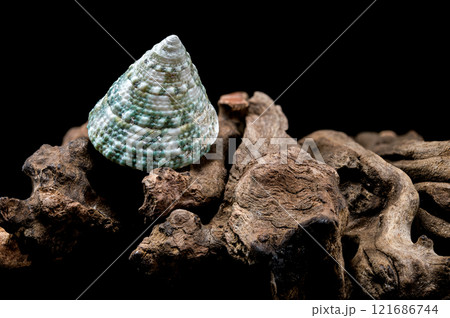 Green Tectus pyramis seashell on on driftwood 121686744