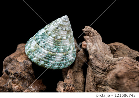 Green Tectus pyramis seashell on on driftwood Green Tectus pyramis seashell on on driftwood 121686745