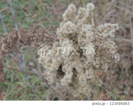dry inflorescence of meadow plant with small fluffy hairy seeds, beige plant autumn background of dried flower as natural volumetric texture dry inflorescence of meadow plant with small fluffy hairy seeds, beige plant autumn background of dried flower as natural volumetric texture 121686863