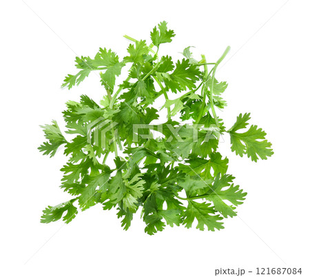 coriander isolated on white background 121687084
