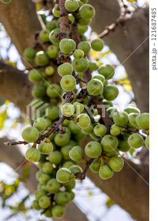 Small green unripe figs hanging on a fig tree branch Small green unripe figs hanging on a fig tree branch 121687485