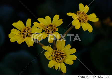 黄色い花 黄色い花 121687574