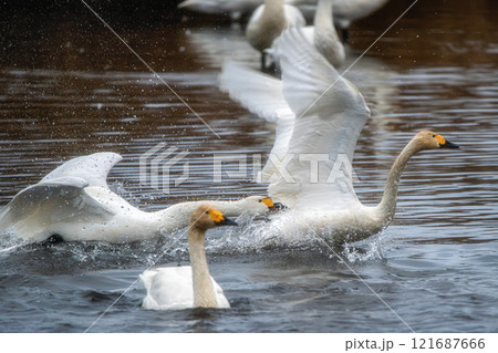菅生沼の白鳥 菅生沼の白鳥 121687666