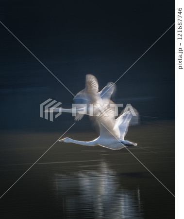 茨城県那珂市　古徳沼の白鳥 121687746