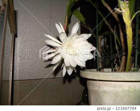 一晩しか楽しめない白い大きい月下美人の花 一晩しか楽しめない白い大きい月下美人の花 121687784