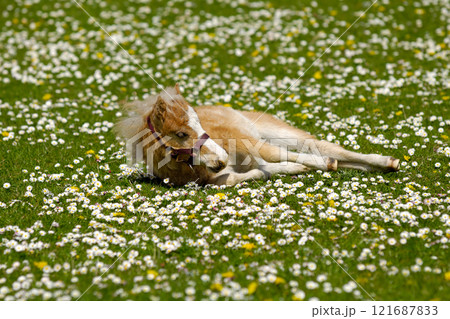 Horse foal is resting on flower field 121687833