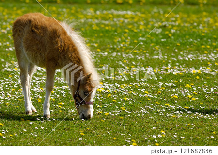 Horse foal is eating grass Horse foal is eating grass 121687836