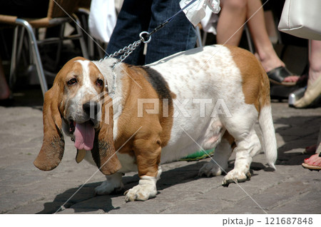 Basset dog Basset dog 121687848