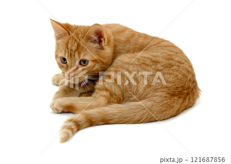 Kitten on white background 121687856