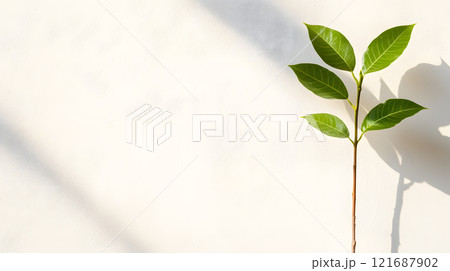 Leaf is on a white background Leaf is on a white background 121687902