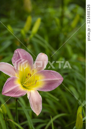 ヘメロカリス 121688126