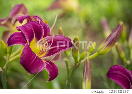 ヘメロカリス 121688127