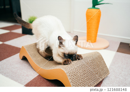 爪研ぎをするシャム猫ミックスの子猫 121688148