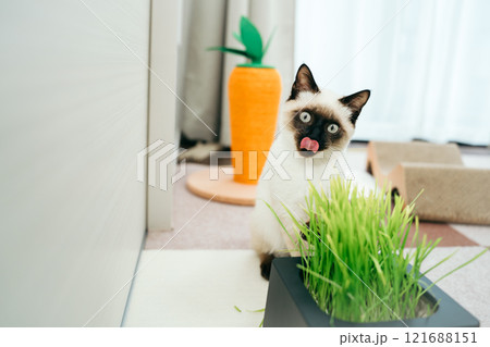 猫草の前で舌を出すシャム猫ミックスの子猫 猫草の前で舌を出すシャム猫ミックスの子猫 121688151