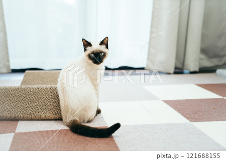 シャム猫ミックスの子猫 121688155