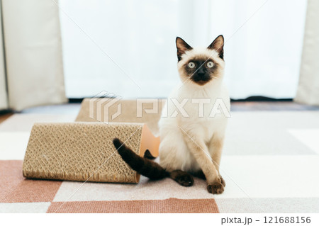 シャム猫ミックスの子猫 121688156