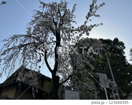 東京都東村山市の神社、八坂神社の入り口の枝垂れ桜です。 東京都東村山市の神社、八坂神社の入り口の枝垂れ桜です。 121688395