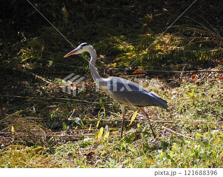 アオサギ アオサギ 121688396