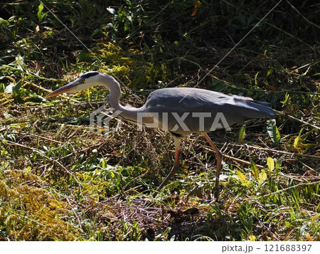 アオサギ アオサギ 121688397