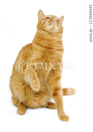 Cat Cat 121688445