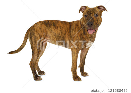 Standing dog Standing dog 121688453