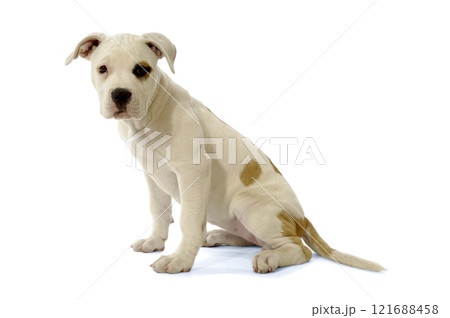 White Puppy White Puppy 121688458