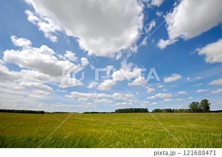 Corn and clouds 121688471