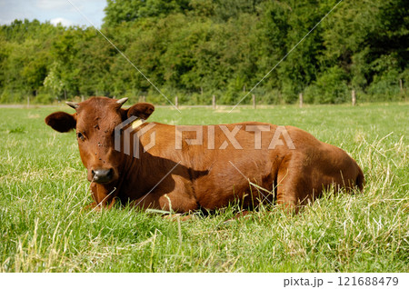 Cow Cow 121688479