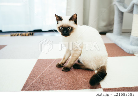 シャム猫ミックスの子猫 シャム猫ミックスの子猫 121688585