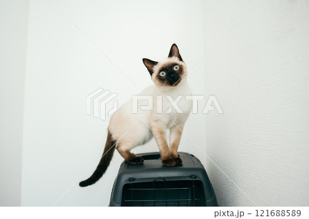 シャム猫ミックスの子猫 シャム猫ミックスの子猫 121688589