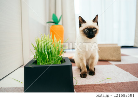 シャム猫ミックスの子猫 121688591