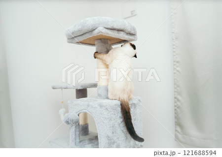 キャットタワーにいるシャム猫ミックスの子猫 キャットタワーにいるシャム猫ミックスの子猫 121688594