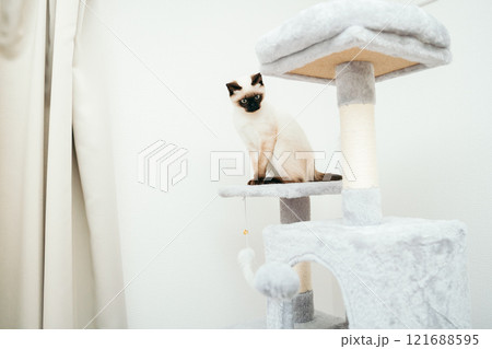 キャットタワーにいるシャム猫ミックスの子猫 121688595