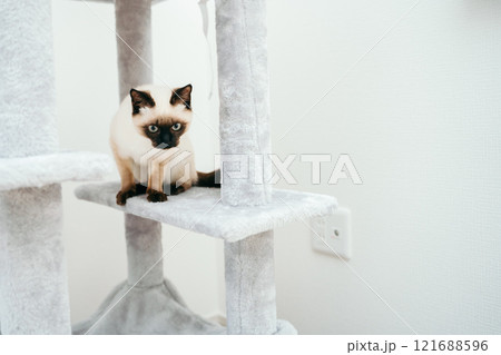 キャットタワーにいるシャム猫ミックスの子猫 121688596