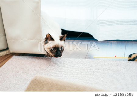 シャム猫ミックスの子猫 シャム猫ミックスの子猫 121688599